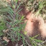 Gomphocarpus fruticosus Plante entière