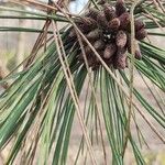 Pinus resinosa Flower