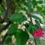 Jatropha integerrimaΦύλλο