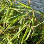 Fargesia robusta Leaf