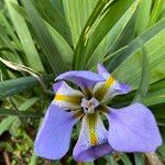 Iris unguicularis برگ