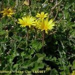 Arctotheca calendula Staniste