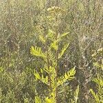 Tanacetum vulgareHostoa