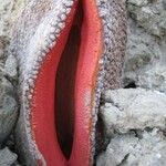Hydnora africana Leaf