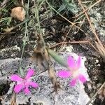 Dianthus lusitanus Квітка