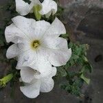 Petunia × atkinsiana Flors