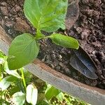 Capsicum frutescens Leaf