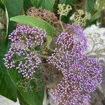 Callicarpa pedunculata Žiedas