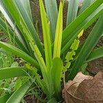 Furcraea foetida Leaf