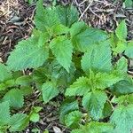 Urtica morifolia Leaf