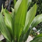 Aspidistra lurida List