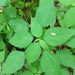 Laportea canadensis Leaf