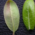 Salix daltoniana Frunză