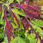 Amaranthus tricolor Liść