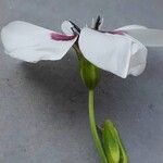 Linum grandiflorum Flower