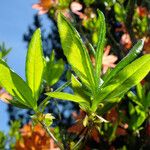 Rhododendron calendulaceum Likasa