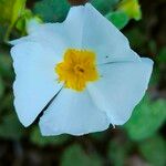 Cistus salviifolius Λουλούδι