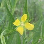 Ludwigia decurrens Leaf