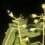 Cestrum reflexum Fruit