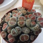 Lithops karasmontana Leaf