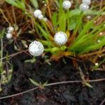 Eriocaulon aquaticum പുഷ്പം