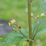 Scrophularia nodosa Flower