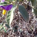 Solanum elaeagnifoliumΦύλλο