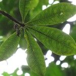 Jacaratia spinosa Leaf