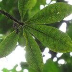 Jacaratia spinosa Blatt