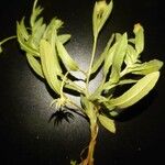 Calendula arvensis 葉