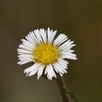 Erigeron lonchophyllus Flower