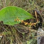 Byrsonima verbascifolia Leaf