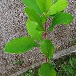 Berberis amurensis ᱥᱟᱠᱟᱢ