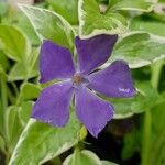 Vinca major 花