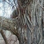 Quercus macrocarpa 樹皮