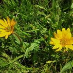 Wyethia angustifolia Hábito