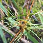 Agrostis canina Blad