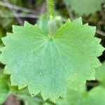 Saxifraga rotundifolia 葉