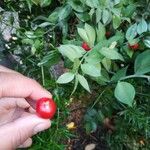 Ruscus aculeatus Gyümölcs