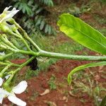 Tabernaemontana brachyantha 花