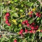 Aronia arbutifolia Fruit