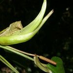 Anthurium microspadix Плод