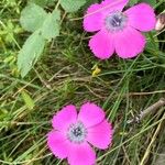 Dianthus pavoniusFlor