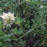 Trifolium hirtum Autre