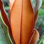 Pycnandra carinocostata Leaf