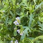 Cakile maritima 花