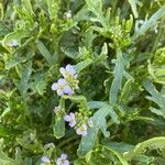 Cakile maritima Flower