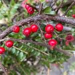 Cotoneaster horizontalis Frukt