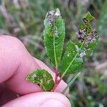 Salix glabra Frunză