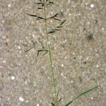 Eragrostis barrelieri Sonstige